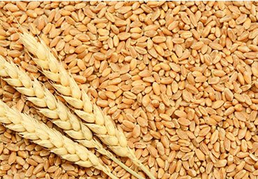 Optimizing Food Grain Packaging